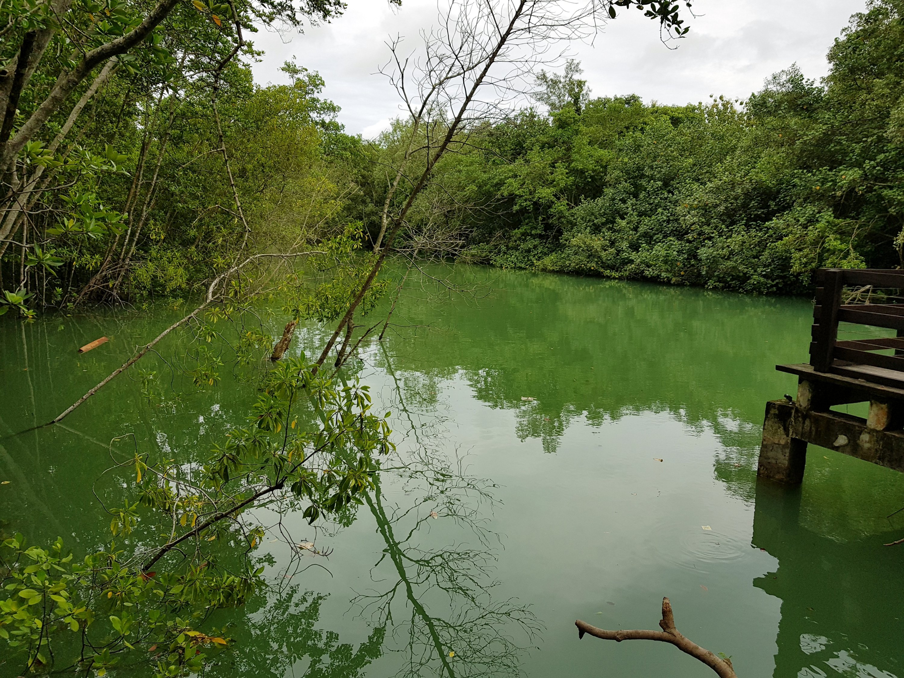 Pasir Ris Park Mangrove Swamp Boardwalk - My Chirpy Life