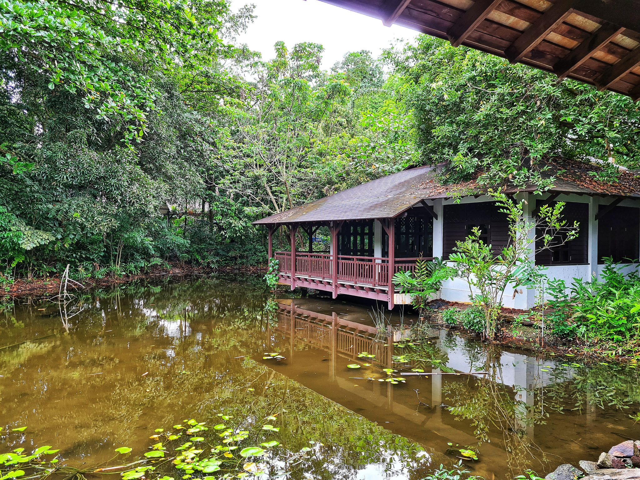 Sungei Buloh Wetland Reserve with Kids – Facts to Know | My Chirpy Life